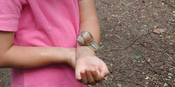 Weinbergschnecke sitzt auf dem Arm eines Mädchens