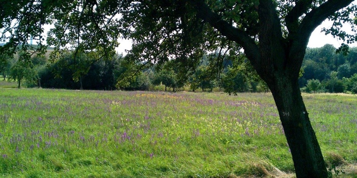 Blumenwiese und Baum (Burgau)