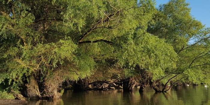 Naturschutzgebiet Rheinniederung