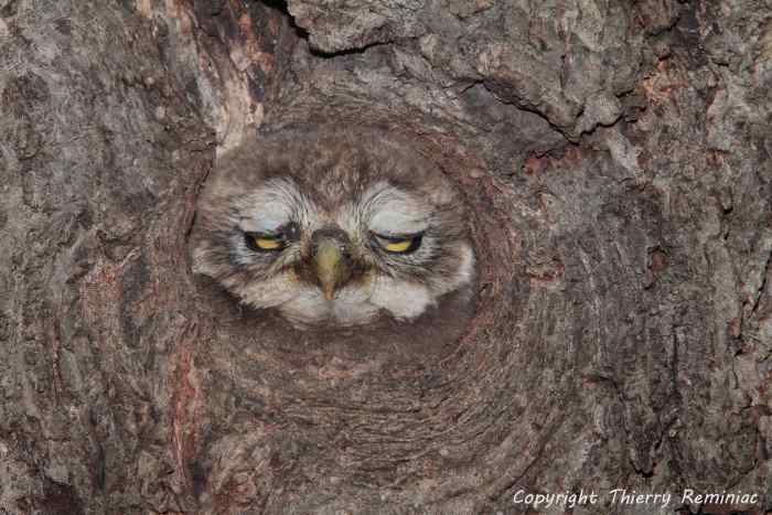 Jeune-Chouette-chevêche-endormi