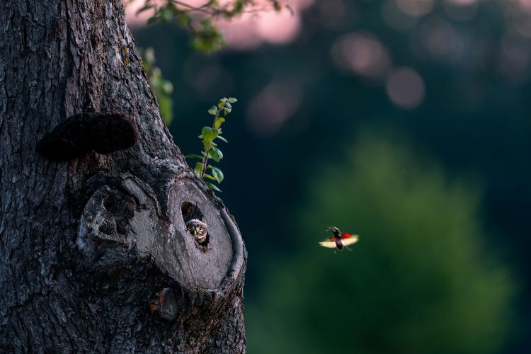 Magischer-Augenblick