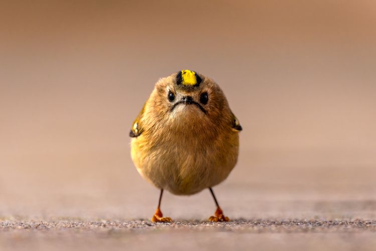 Angry Bird