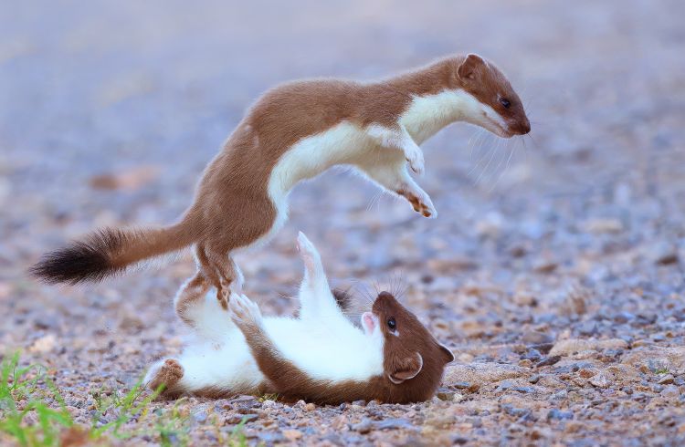 Spielende Wieselkinder