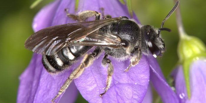 Weibchen Glockenblumen Schmalbiene Lasioglossum costulatum