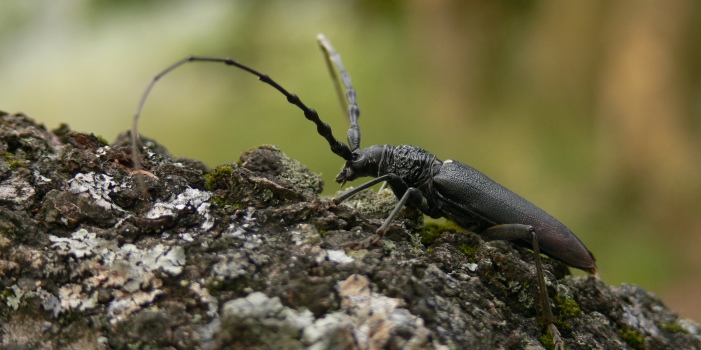 Eichenbock 
